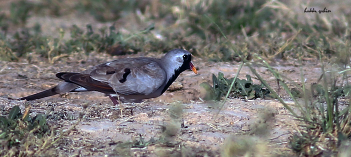 Namaqua Dove